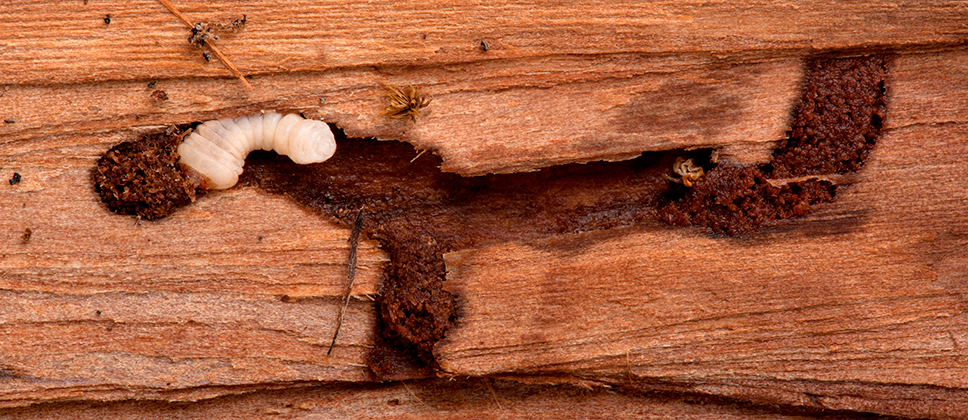 woodworm